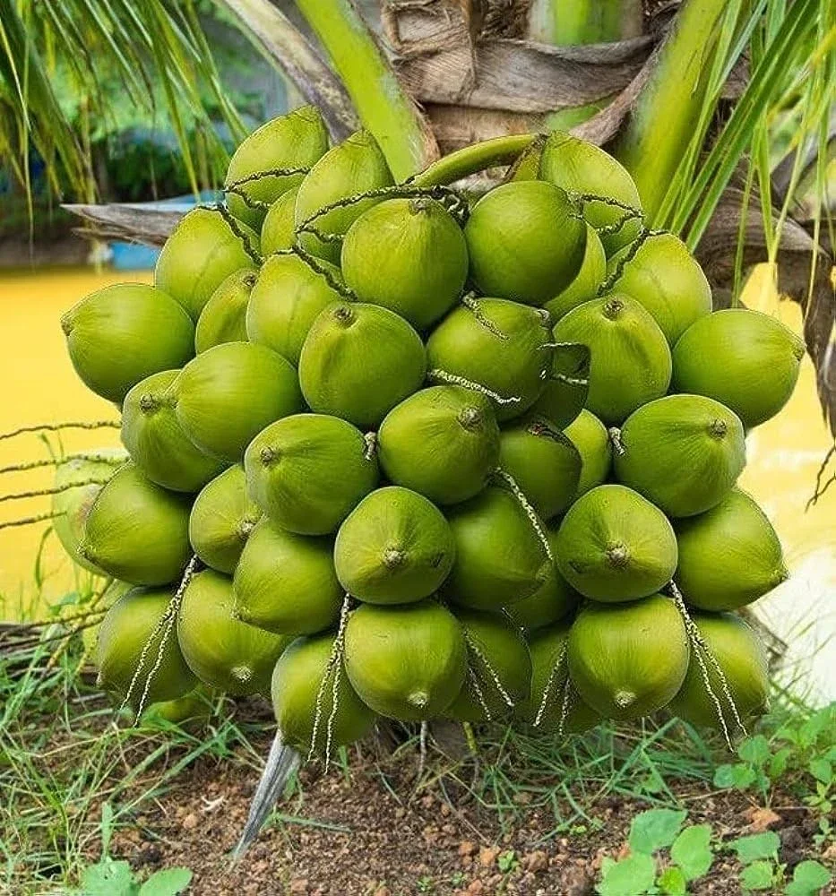 Premium Indian Fresh Coconut Exporter - Food & Agriculture by Caresynch Gloabl Pvt. Ltd.