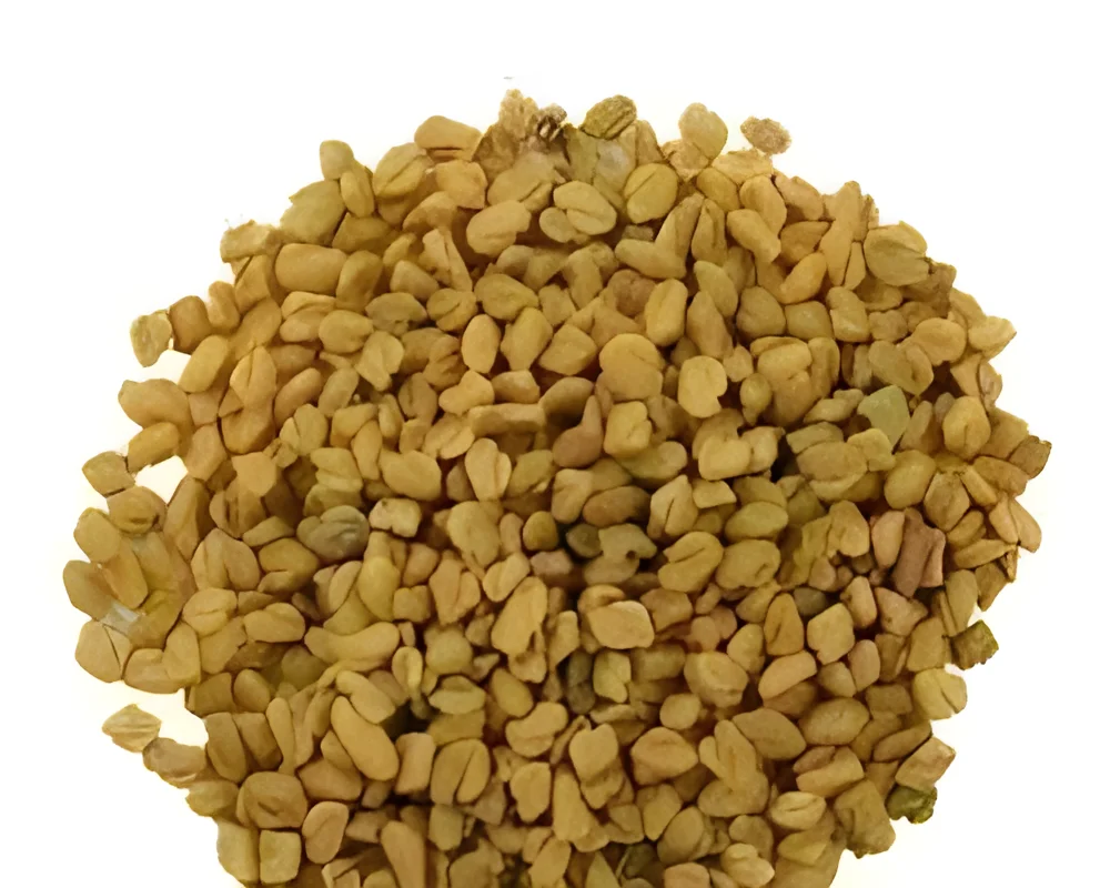 Sortex Cleaned Fenugreek Seeds - Food & Agriculture by Babulal Govindbhai Patel