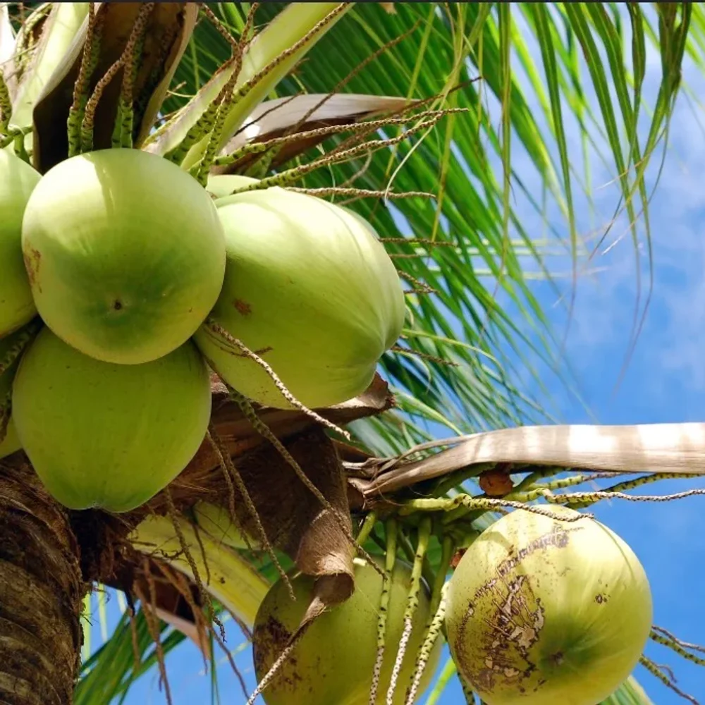 Green Fresh Coconut for Beverages - Food & Agriculture by Vkm Agro Exports and Imports