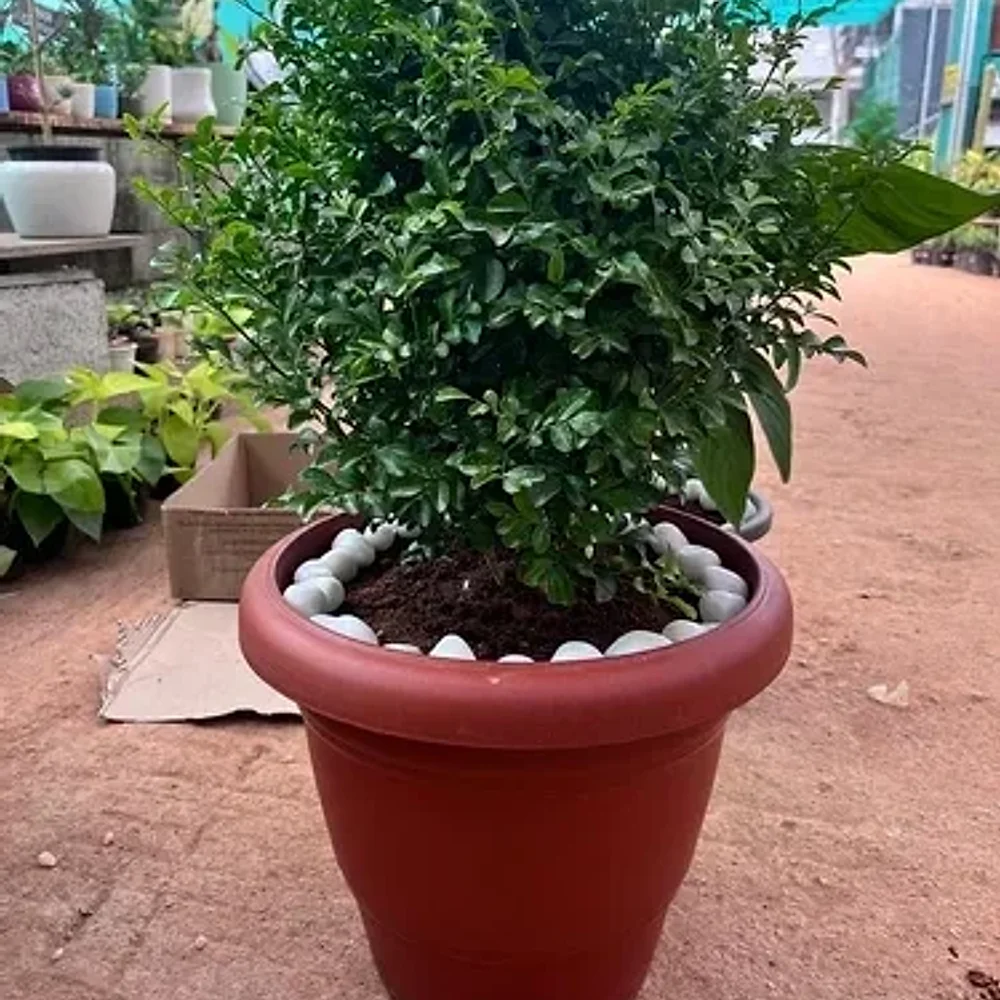 Madhu Kamini China Box Indoor Shrub Plant - Food & Agriculture by Cerra and Terra Home Decor
