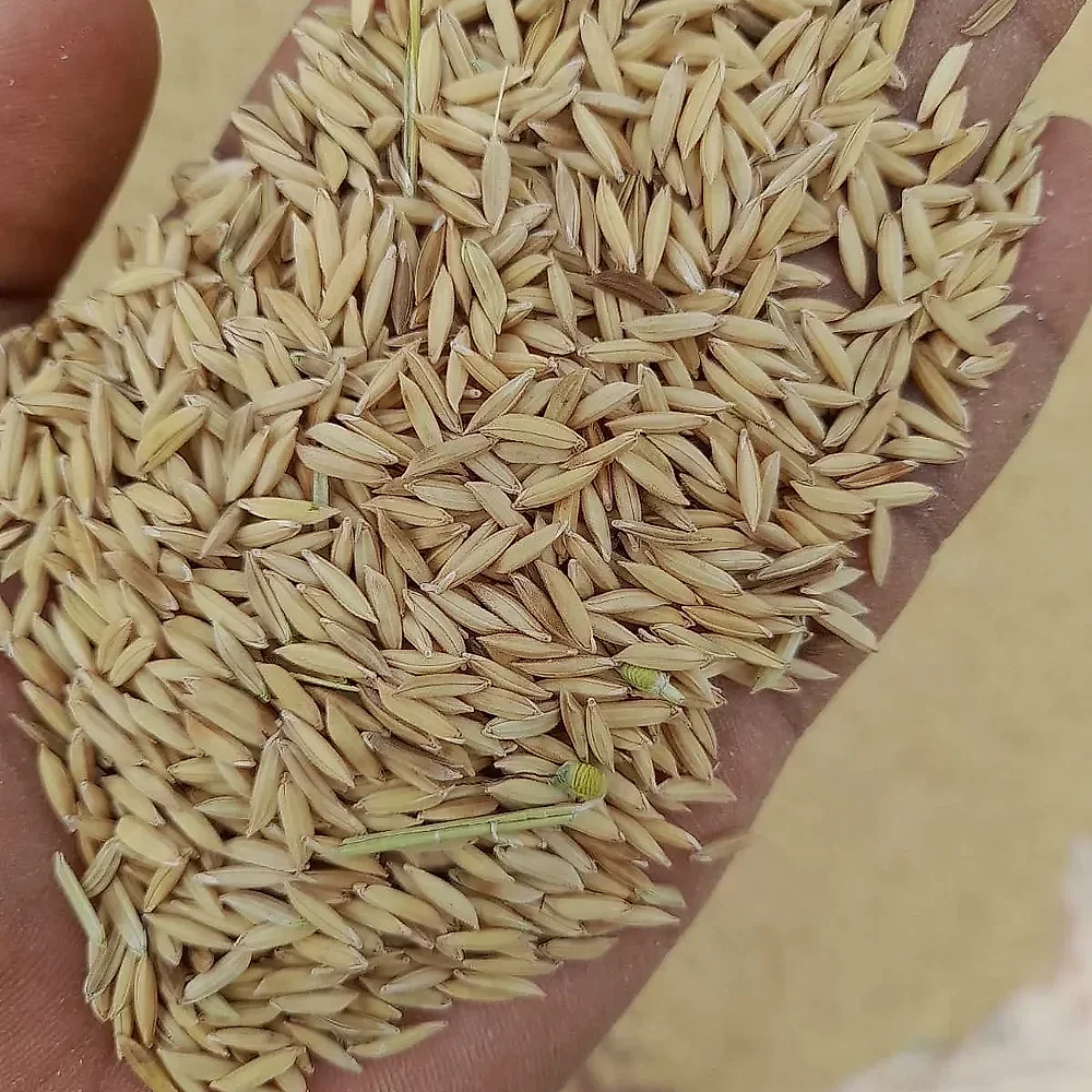 Paddy Rice - Food & Agriculture by M/S. Madhu Priya Enterprises