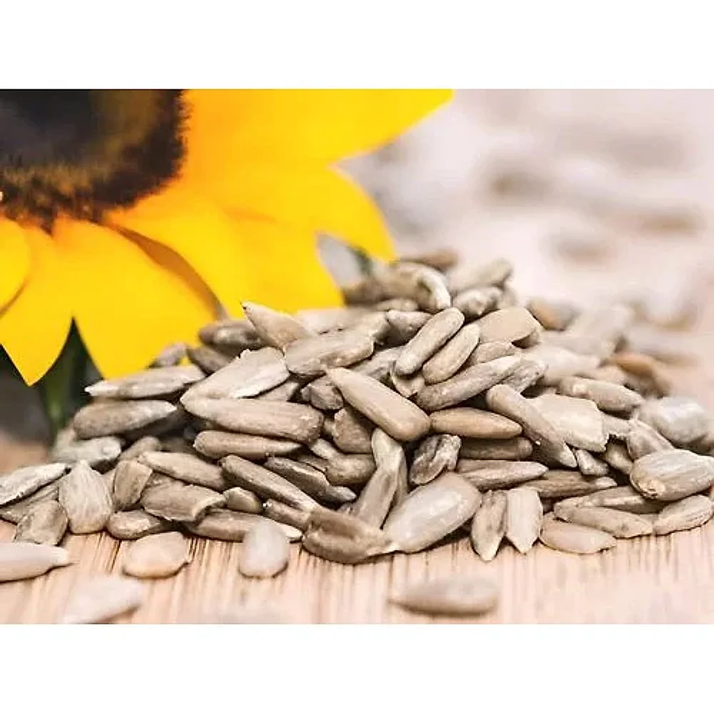 Bulk Sunflower Seed Powder - Food & Agriculture by Ghosh and Bardhan Enterprise