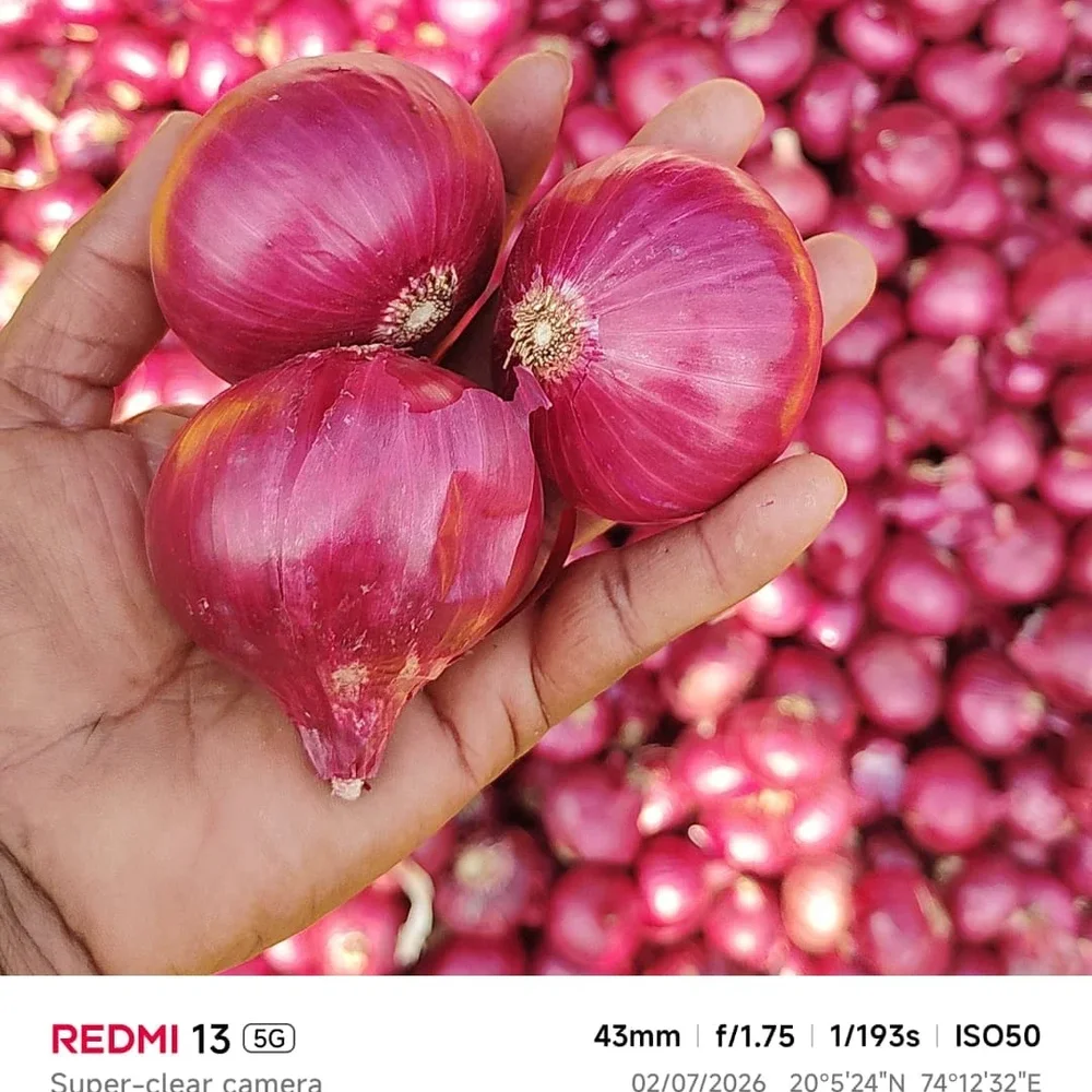 Export Quality Red Onions - Food & Agriculture by Caresynch Gloabl Pvt. Ltd.