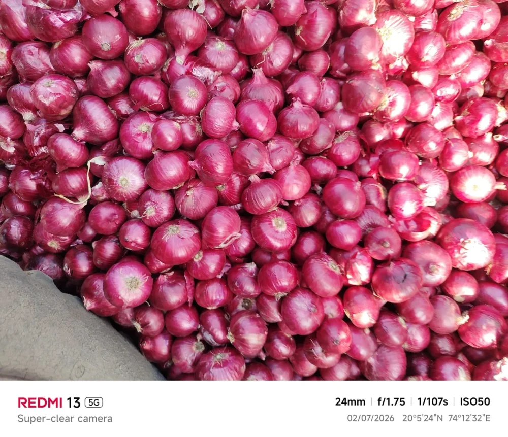 Export Quality Red Onions - Food & Agriculture by Caresynch Gloabl Pvt. Ltd.
