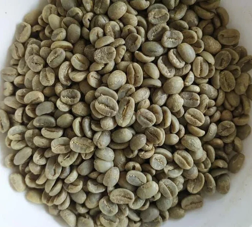 Washed Robusta AA Premium Coffee Beans - Food & Agriculture by RK Natural Exports