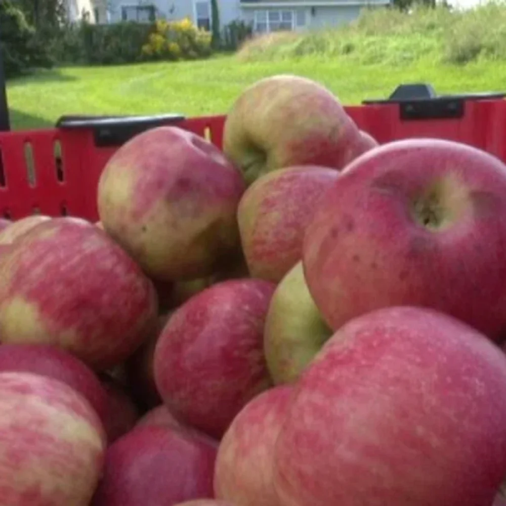 Natural Packed Apple - Food & Agriculture by GKS Tailoring and Embroidery