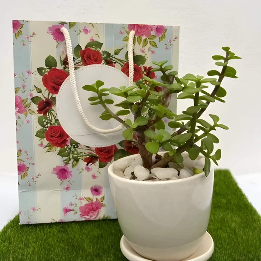 Indoor Jade Succulent Plant in Ceramic Planter - Food & Agriculture by Cerra and Terra Home Decor