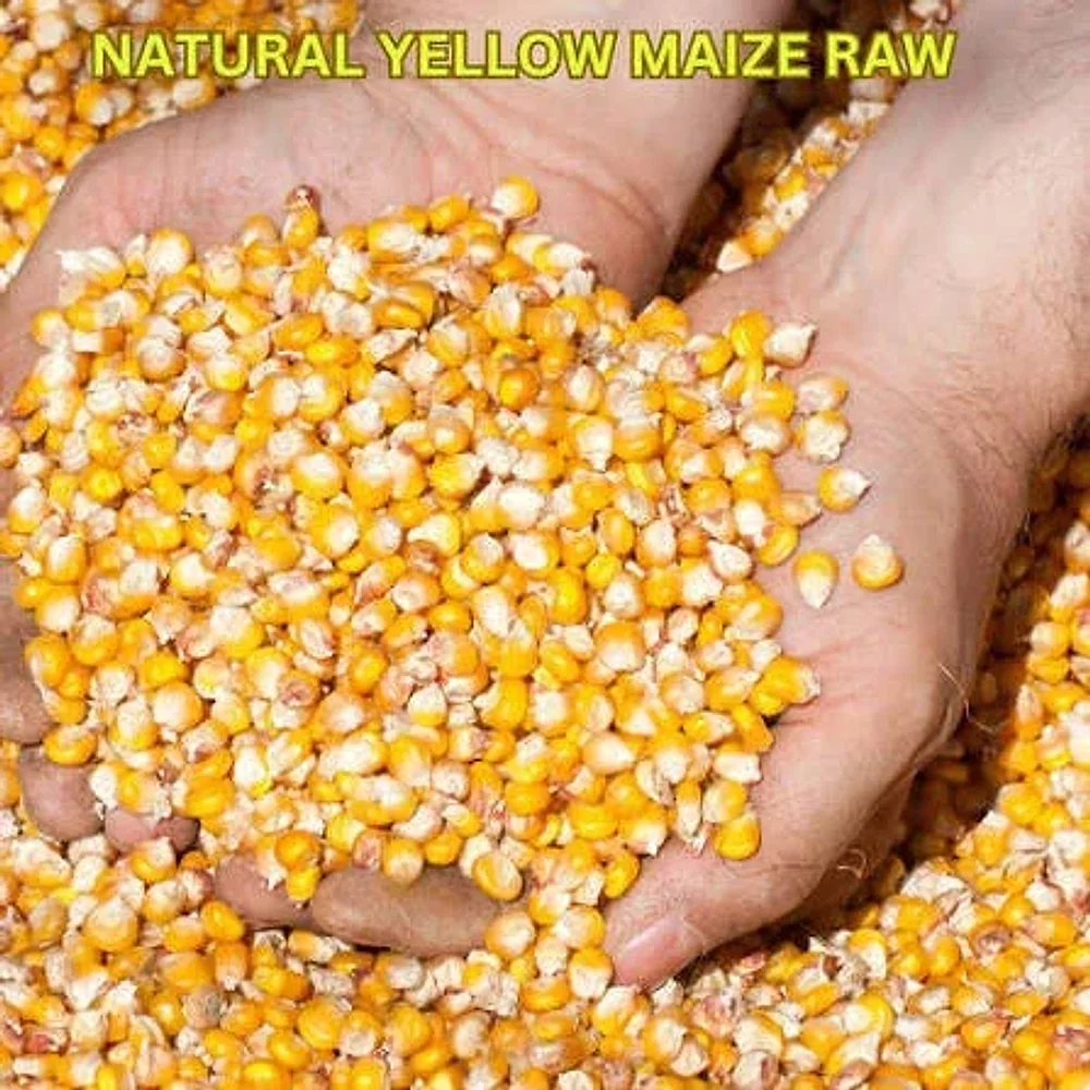 Yellow Maize for Food and Feed - Food & Agriculture by Krishnapriya Export and Import