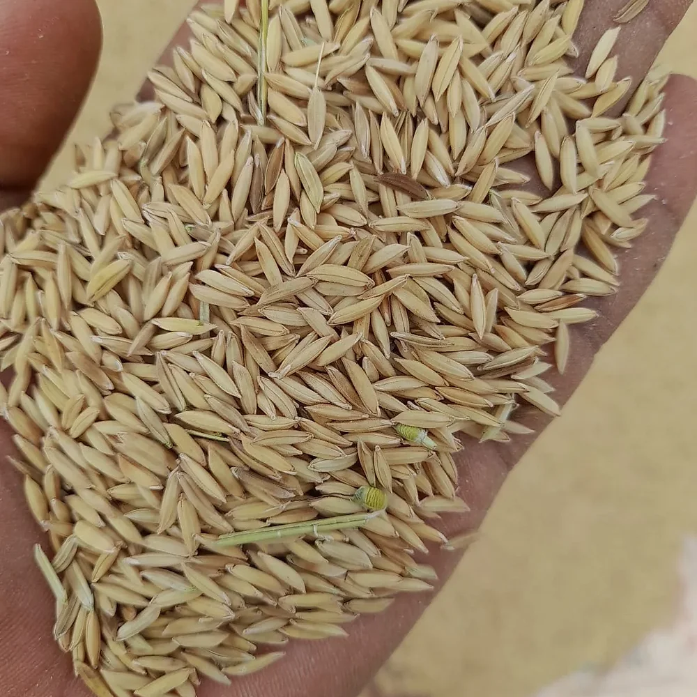 Paddy - Food & Agriculture by M/S. Madhu Priya Enterprises