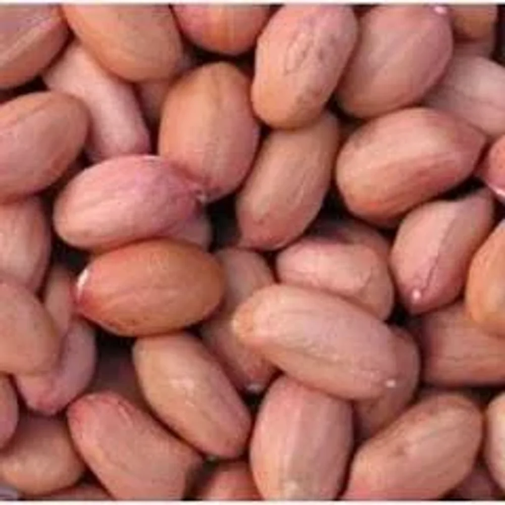 Bold Type Groundnut Seeds - Food & Agriculture by Farmers Group India