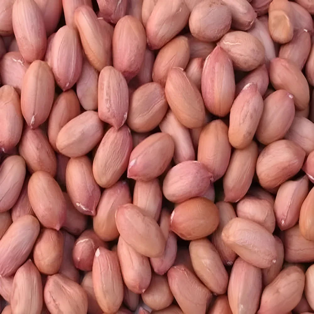 Bold Type Groundnut Seeds - Food & Agriculture by Farmers Group India