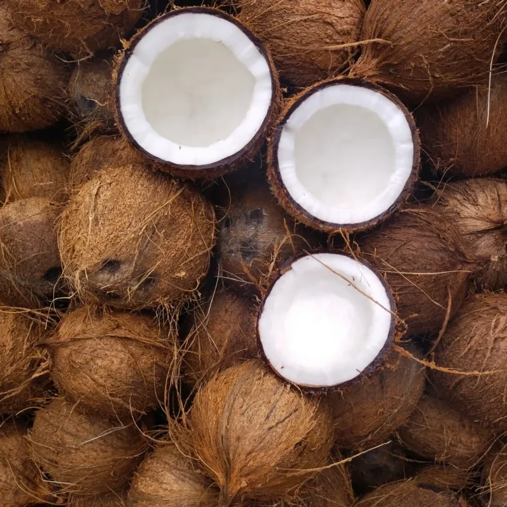 Bulk Husked & Semi-Husked Coconut - Food & Agriculture by Kalinga Global Venture