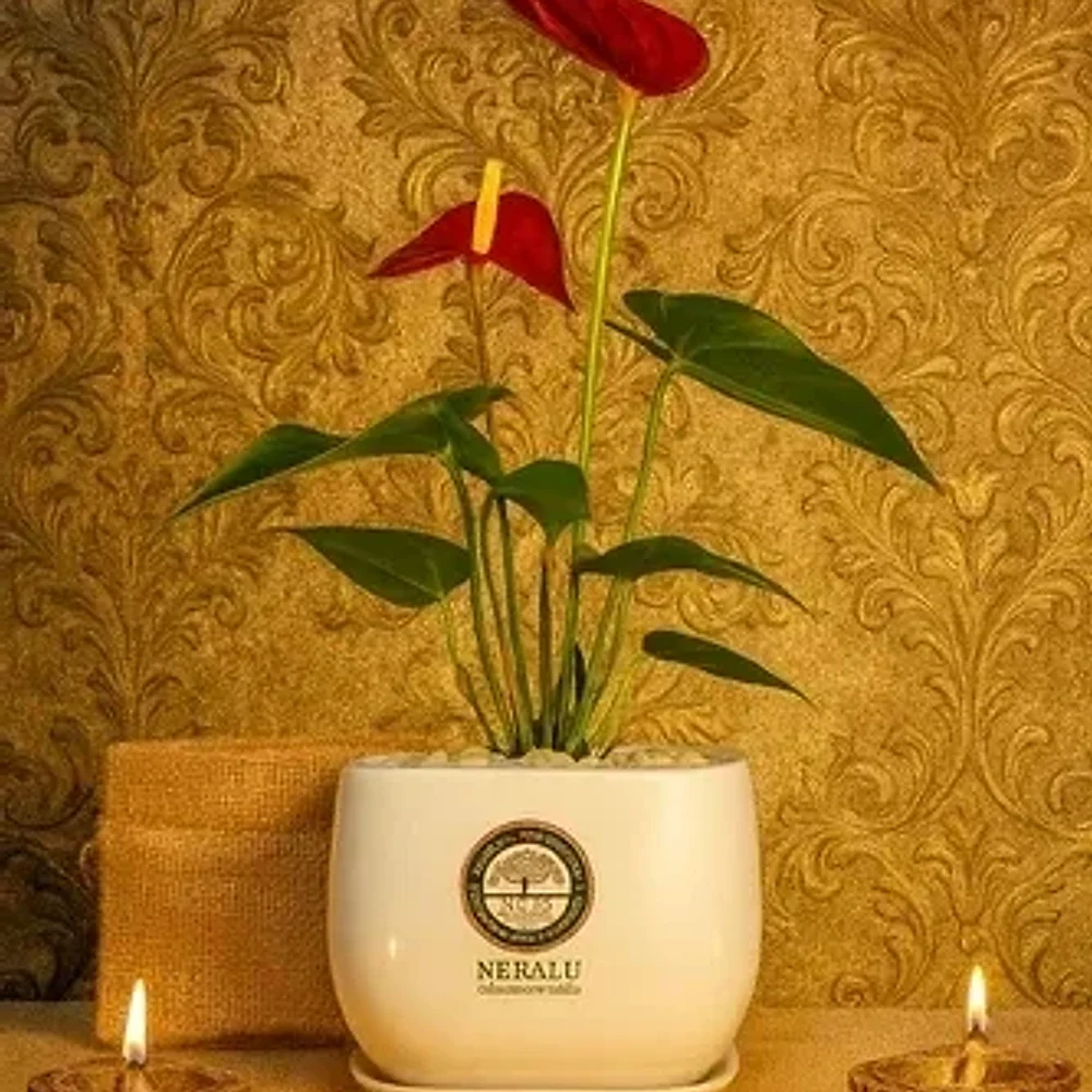 Ceramic Pot Plant Gift Set - Handicrafts & Gifts by Cerra and Terra Home Decor