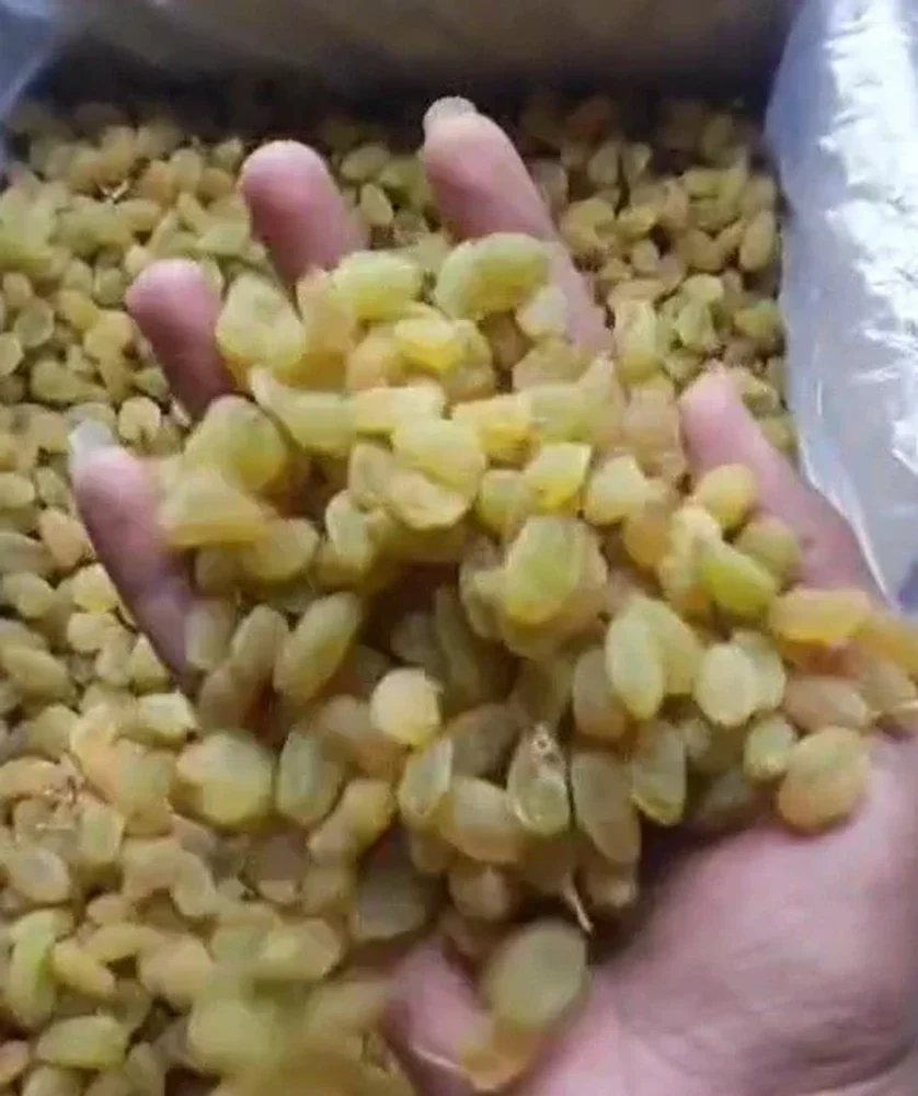 Seedless Golden Raisins 15 Kg Carton Box - Food & Agriculture by Kagwad Hi-Tech Agro Processing Pvt. Ltd.