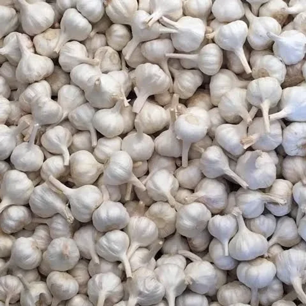 White Hardneck Garlic - Food & Agriculture by Catch Glance