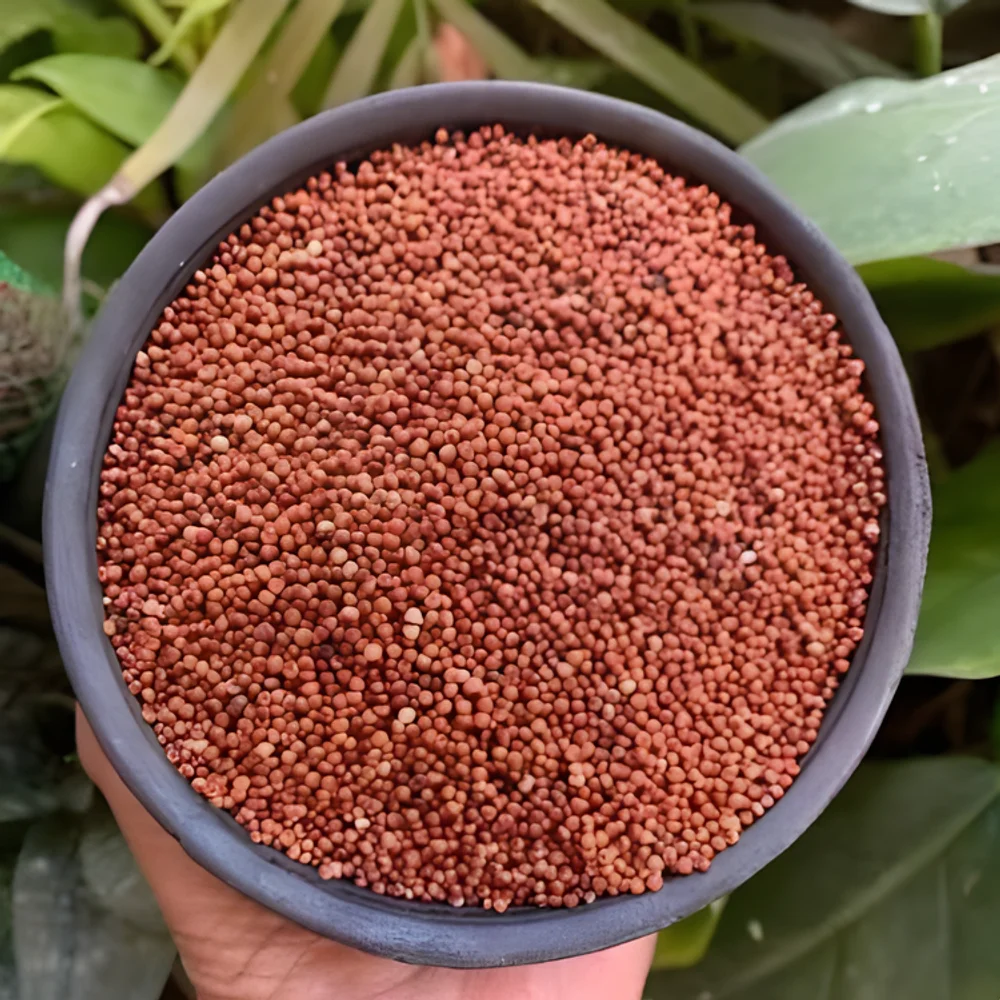 Whole Grain Ragi Millet - Food & Agriculture by Ikshana Oil and Foods Pvt. Ltd.