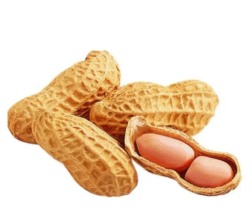 Premium In-Shell Peanuts for Roasting - Food & Agriculture by Parth Agroworld