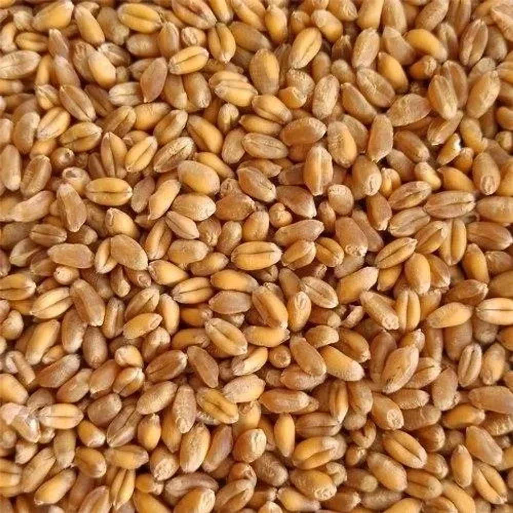 Bulk Indian Wheat Grains - Food & Agriculture by Kunal Global Ventures