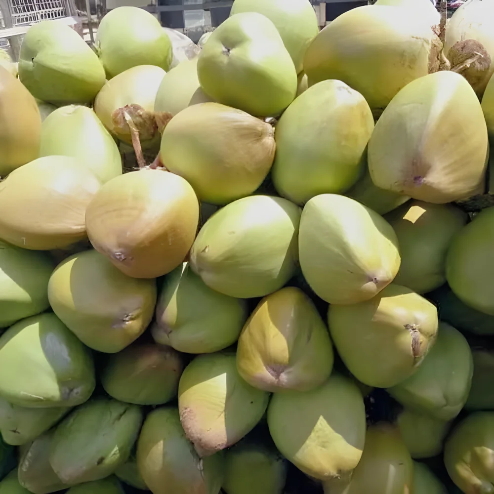 Indian Tender Coconut - Food & Agriculture by Agriglobe Ventures