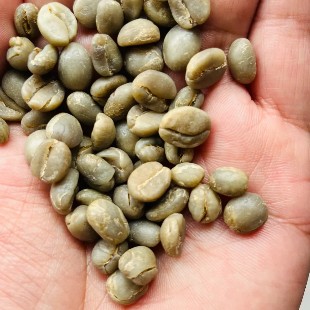 Mysore Nuggets Extra Bold Green Arabica Coffee Beans - Food & Agriculture by Naadra LLP