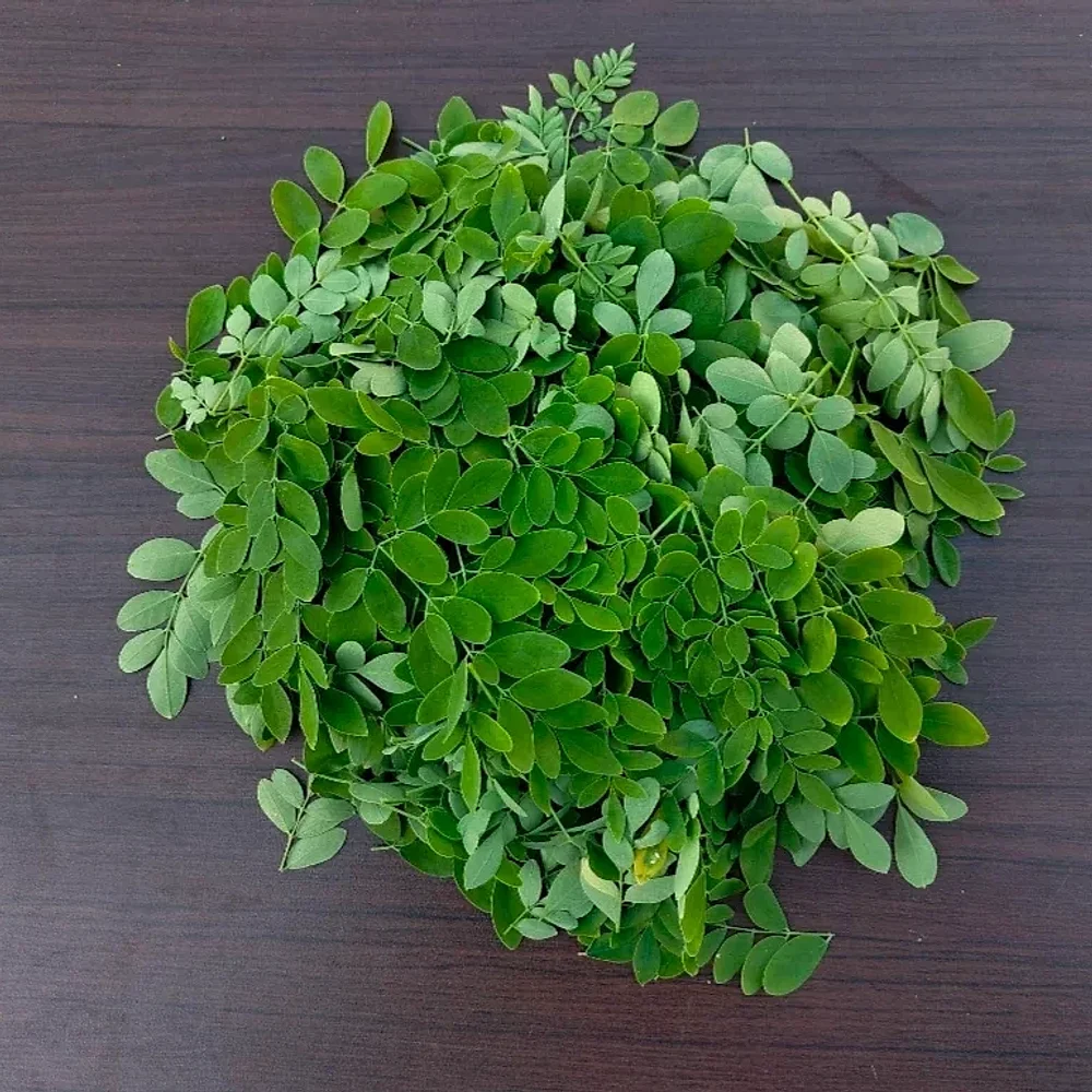 Moringa Fresh Leaves - Food & Agriculture by Shigruvedas Agro Export