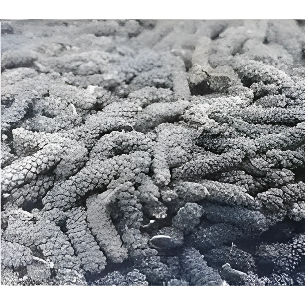 Organic Whole Black Shillong Long Pepper - Food & Agriculture by M/S. Capital Enterprise