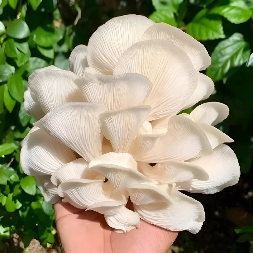 Fresh Premium Oyster Mushroom - Food & Agriculture by Caresynch Gloabl Pvt. Ltd.