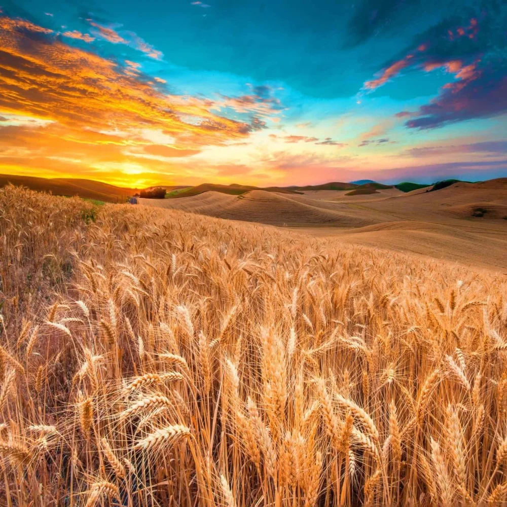Wheat - Food & Agriculture by Yash Farms India