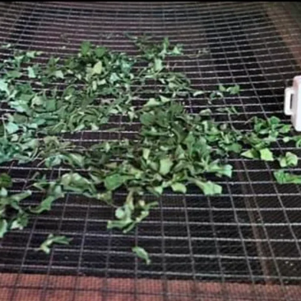 Dry Moringa Leaves - Food & Agriculture by Shigruvedas Agro Export