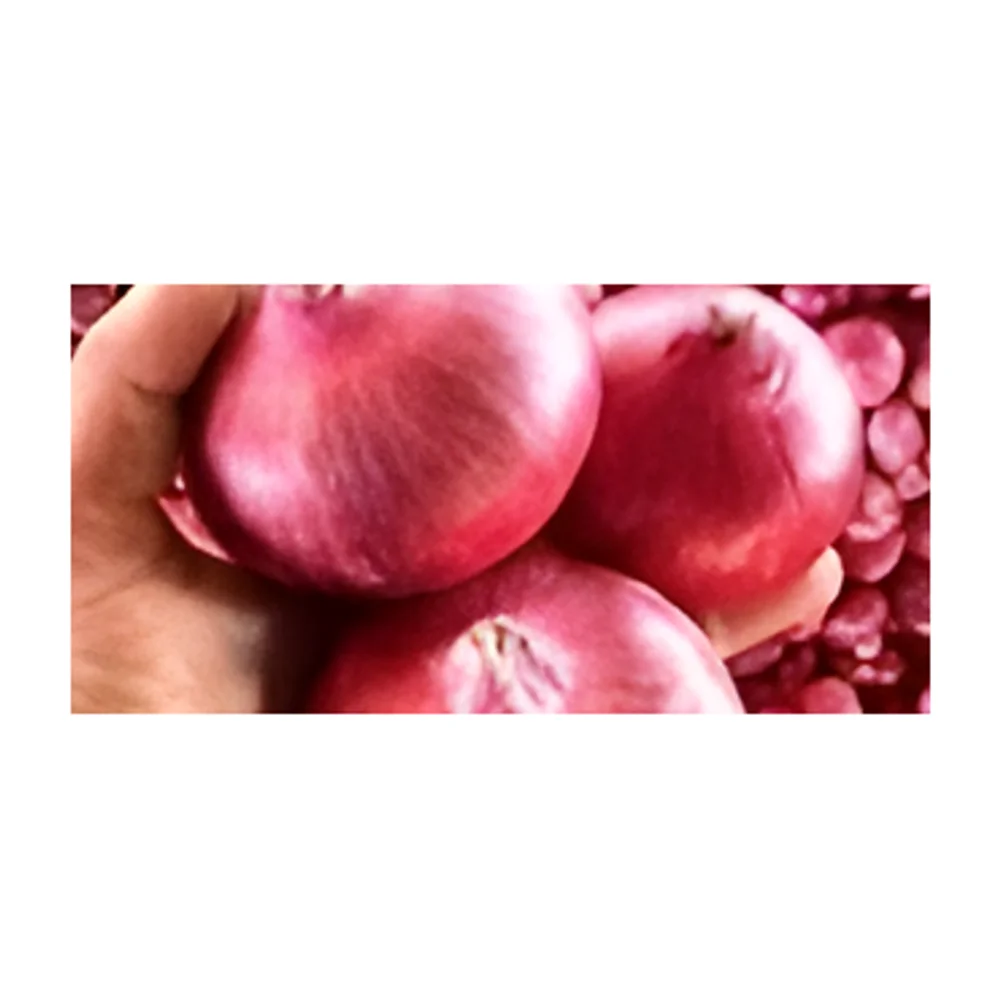 Fresh Premium-Quality Onion - Food & Agriculture by OLD Balanz