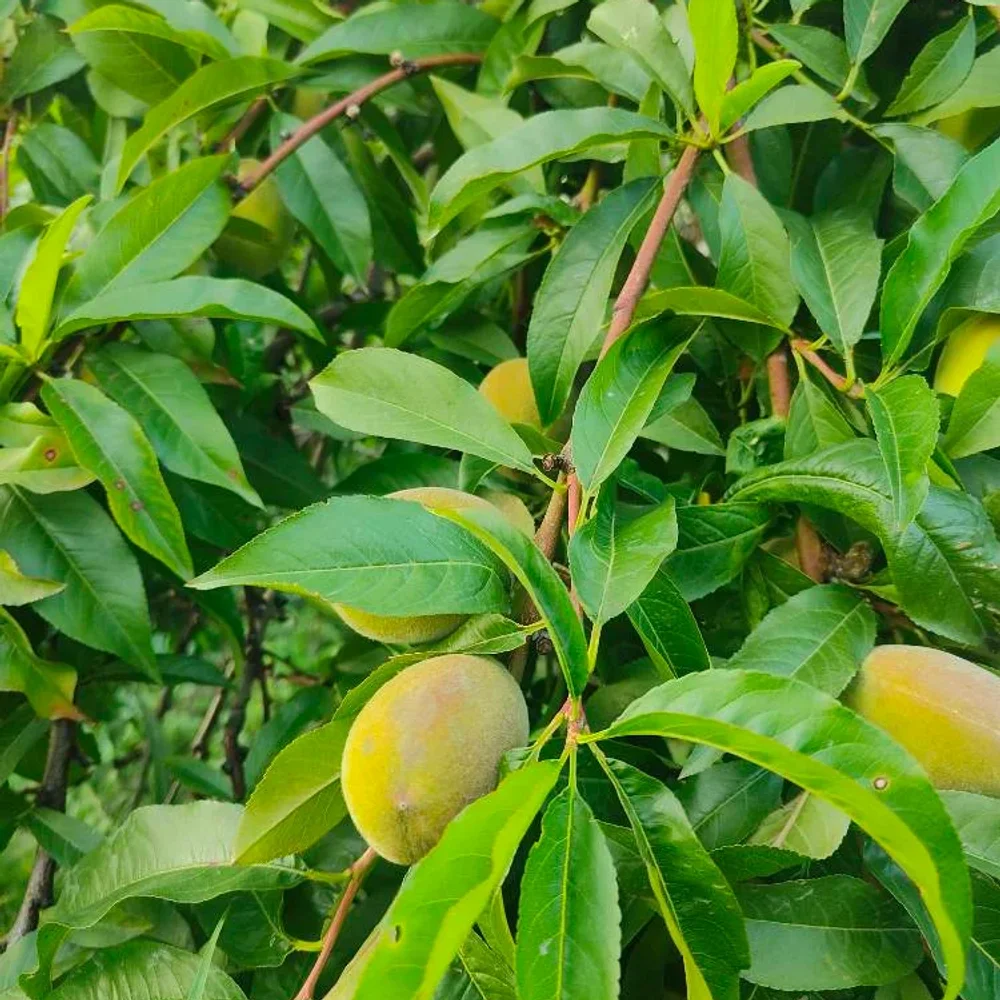 Fresh Kashmir Peach - Food & Agriculture by JD Tech Industries