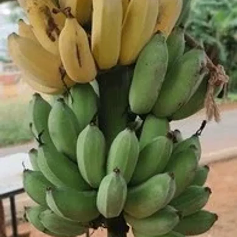 Bulk Bananas - Food & Agriculture by GKS Tailoring and Embroidery