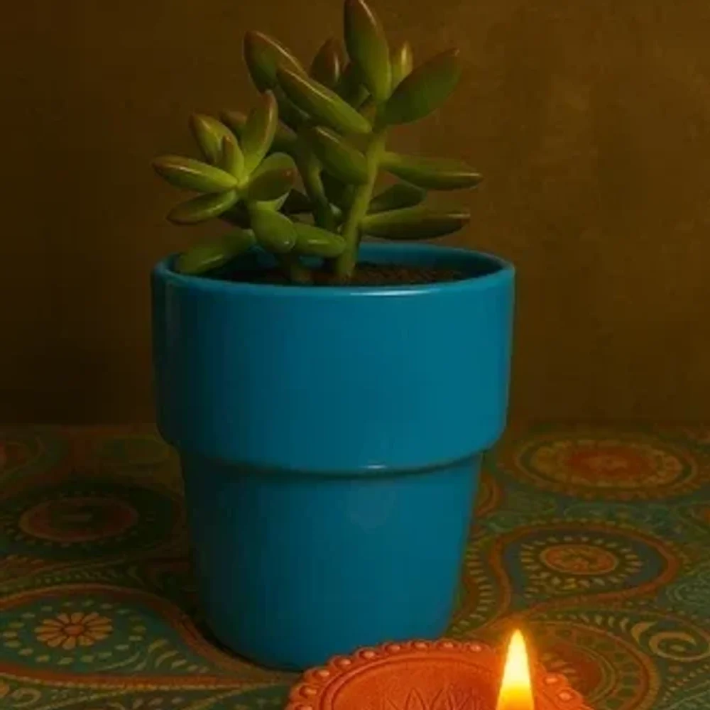 Succulent Plant with Ceramic Pot - Food & Agriculture by Cerra and Terra Home Decor