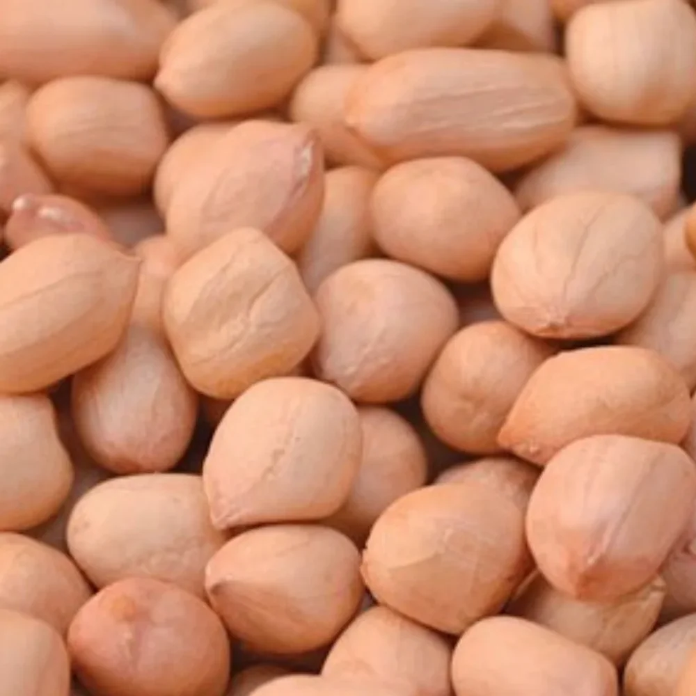 Small Reddish-Skinned Java Peanuts - Food & Agriculture by Parth Agroworld