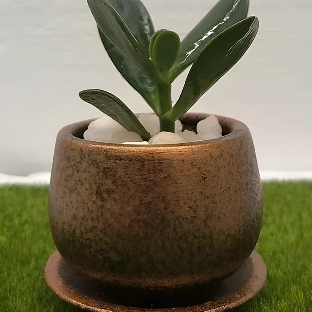 Jade Plant in Metallic Finish Ceramic Pot - Home & Kitchen by Cerra and Terra Home Decor