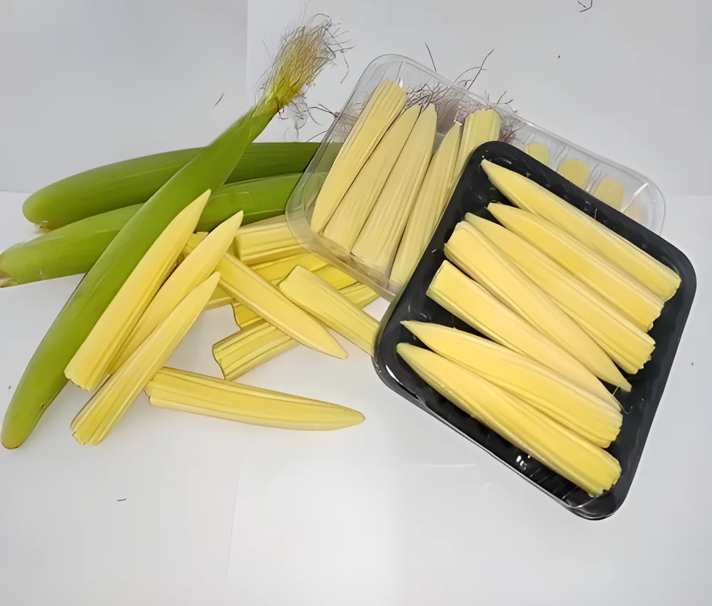 Premium Fresh Baby Corn for Wholesale - Food & Agriculture by Shyamrao Enterprises