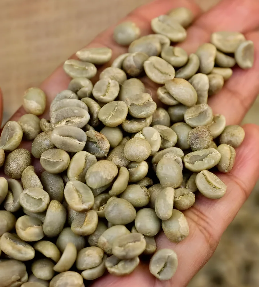 Arabica Plantation Aaa Green Coffee Beans - Food & Agriculture by Naadra LLP