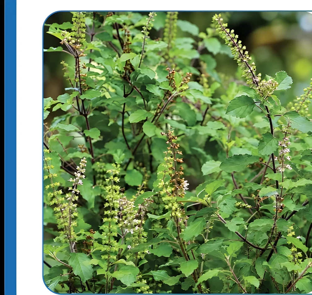Holy Basil Extract - Chemicals & Raw Materials by M/S. Riverline Lifesciences & Herbals Pvt. Ltd.