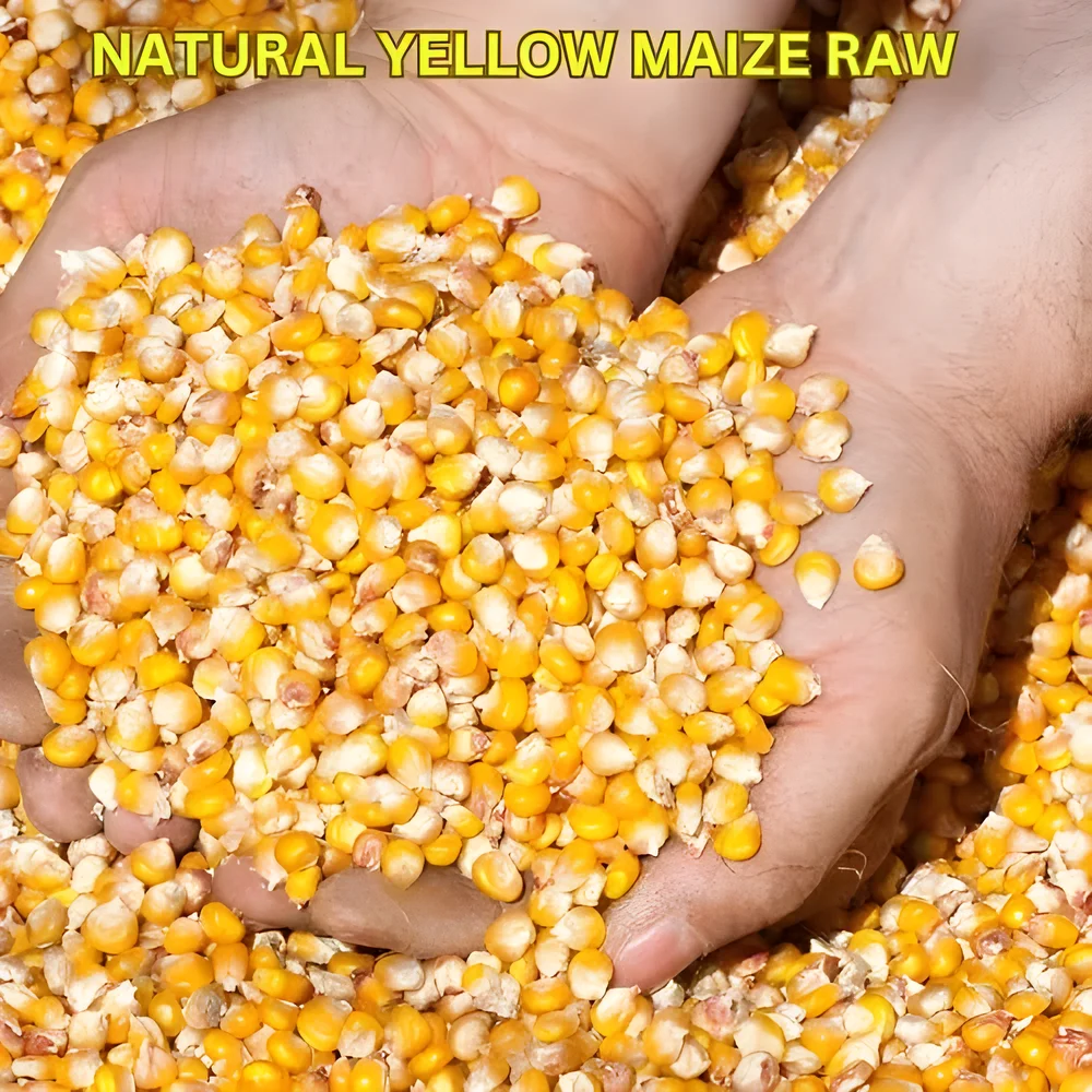 Raw Yellow Maize Grade A Kernels - Food & Agriculture by Suman Traders