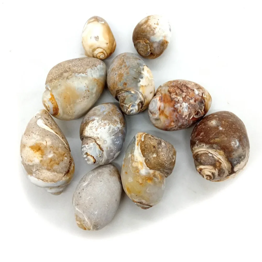 Seashell Material - Handicrafts & Gifts by Zairish Global