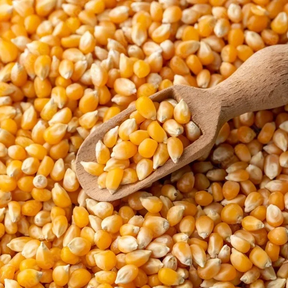 Raw Yellow Maize Grade B Kernels - Food & Agriculture by Suman Traders