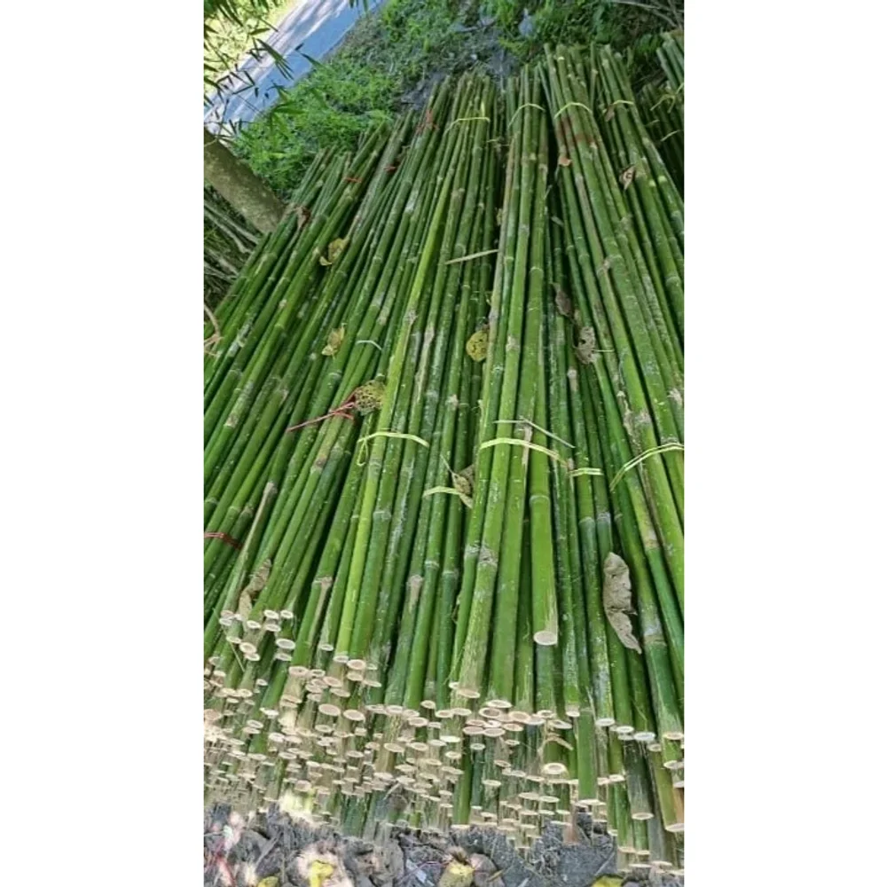 Green Bamboo Fencing Poles 28 Feet - Construction & Building Materials by M/S. Capital Enterprise