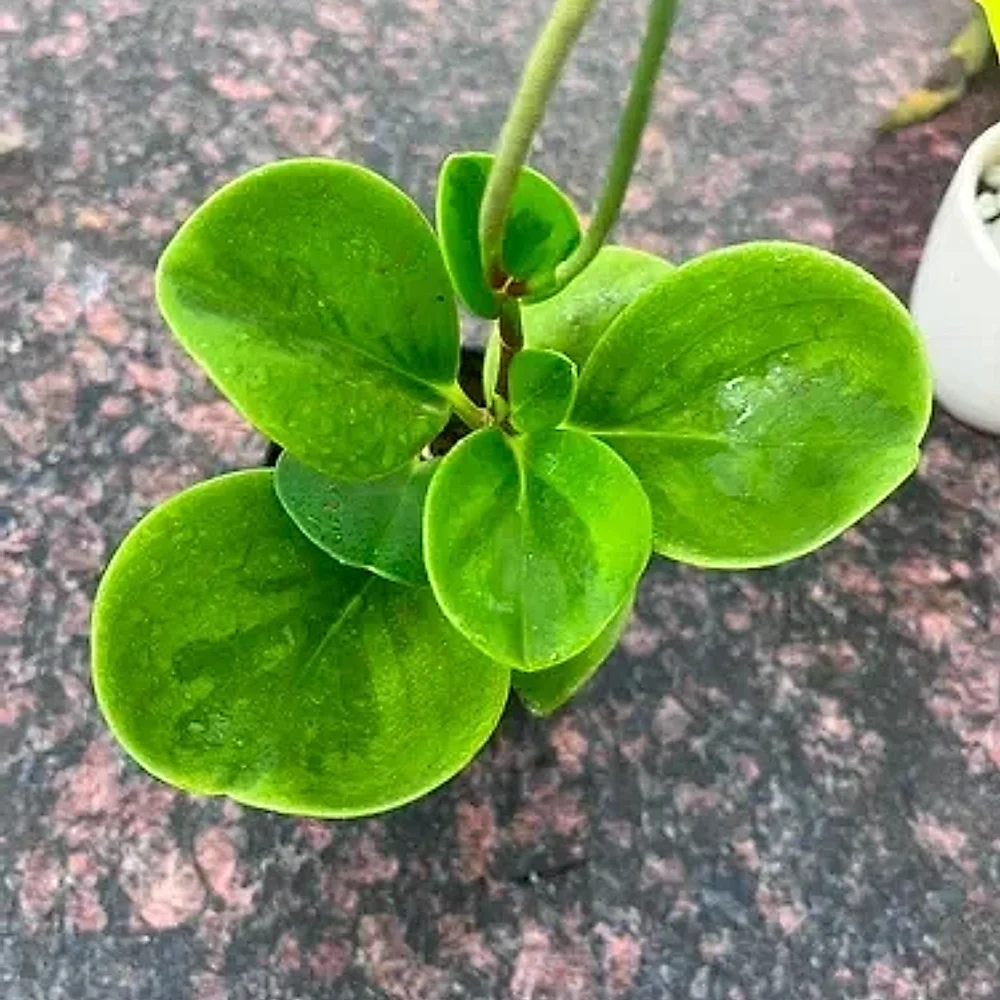 Peperomia Green Succulent Pot Plant - Food & Agriculture by Cerra and Terra Home Decor